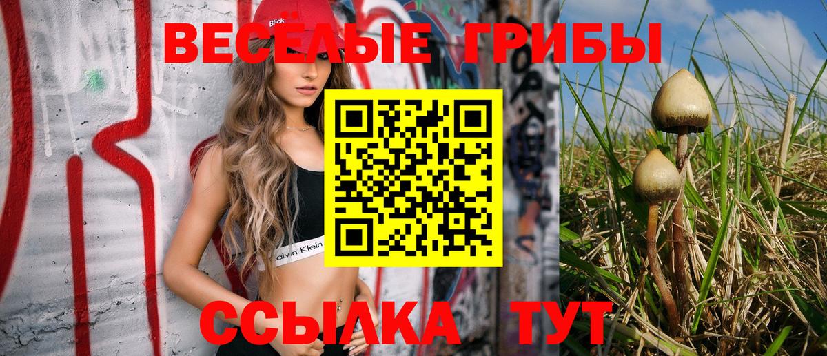 Галлюциногенные грибы Psilocybe  Вход с VPN  Камышин 